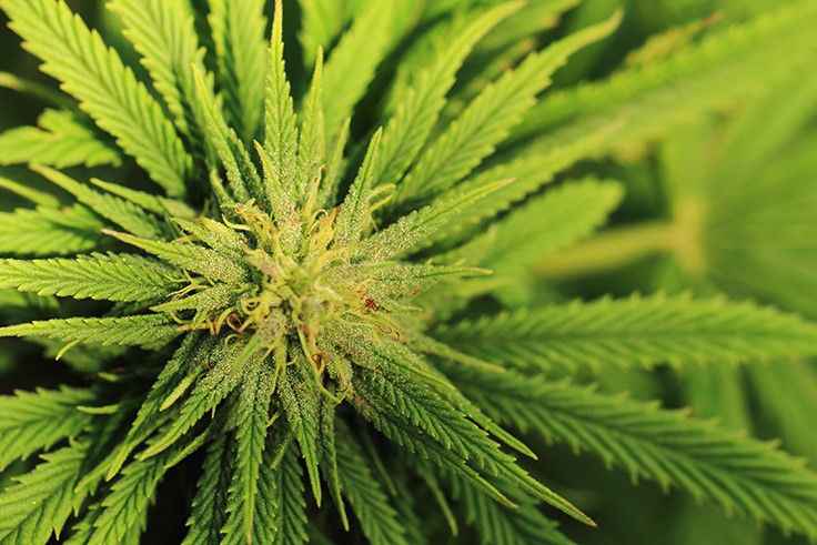 In Oregon, Overproduction Prompts Debate Over Cannabis Export Legislation